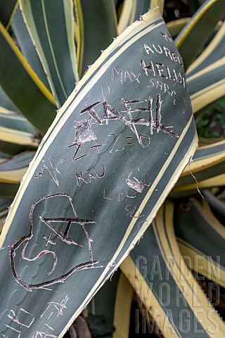Century_plant_Agave_americana_Marginata_scarred_by_graffiti_vandalism