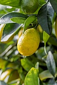 Limequat (Citrus × floridana)