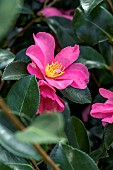 Camellia sasanqua Hiryu