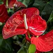 Anthurium (Anthurium andreanum Grp) Minnesota