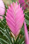 Pink quill (Tillandsia cyanea)