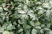 Kohuhu (Pittosporum tenuifolium) Irène Paterson