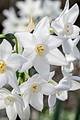 Narcisse papyracé (Narcissus papyraceus), Bouches-du-Rhone, France