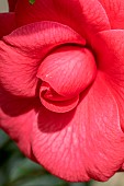 Japanese camellia (Camellia japonica) flower