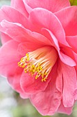 Japanese camellia (Camellia japonica) flower