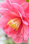Japanese camellia (Camellia japonica) flower