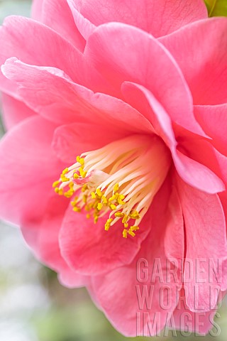 Japanese_camellia_Camellia_japonica_flower