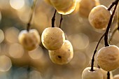 Chinaberry tree (Melia azedarach) fruits in winter