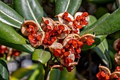 Japanese cheesewood (Pittosporum tobira) fruits and seeds