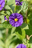 Blue potato bush (Solanum rantonnetii)