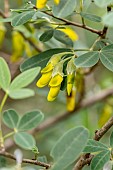 Early flowering Stinking bean trefoil (Anagyris foetida), Herault, France