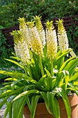 Pineapple Lily, (Eucomis montana, flowers