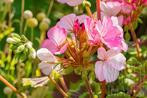 Geranium_Pinto_Premium_White_to_Rose_F1_flowers