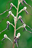 Adriatic Lizard Orchid (Himantoglossum adriaticum), inflorescence particular, Piedmont, Italy