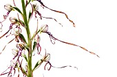 Adriatic lizard orchid (Himantoglossum adriaticum) on a white background, Piedmont, Italy