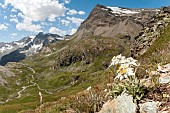 Edelweiss (Leontopodium alpinum) growing between rocks in tipical mountain habitat, Gran Paradiso national park, Piedmont, Italy