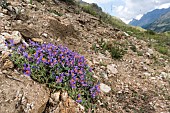 Alpine toadflax (Linaria alpina) growing in tipical high altitude habitat, Gran Paradiso national park, Valle d?Aosta, Italy