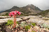 Cobweb house-leek (Sempervivum arachnoideum) growing in tipical high altitude habitat, Gran Paradiso national park, Piedmont, Italy