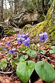 A group of Wood Violet (Viola odorata) in its natural environment, Liguria, Italy