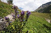 Willow gentian (Gentiana asclepiadea), growing in mountain habitat, Gran Paradiso national park, Valle d?Aosta, Italy