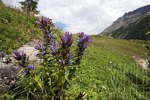 Willow_gentian_Gentiana_asclepiadea_growing_in_mountain_habitat_Gran_Paradiso_national_park_Valle_dA