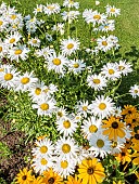 Shasta Daisy Crazy Daisy, Leucanthemum superbum Crazy Daisy and Black-eyed Susan Marmelade, Rudbeckia hirta Marmelade, flowers