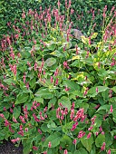 Mountain Fleece Firetail, Persicaria amplexicaulis Firetail, in bloom
