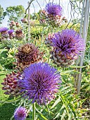 Globe Artichoke Imperial Star, Cynara scolymus Imperial Star, flowers