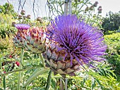 Globe Artichoke Imperial Star, Cynara scolymus Imperial Star, flowers