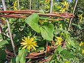 Wicker staking of Thin-leaved Sunflower Golden Ball, Helianthus decapetalus, Golden Ball flowers