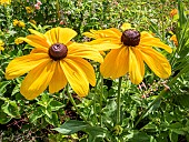 Gloriosa Daisy Goldilocks, Rudbeckia hirta ?Goldilocks?, flowers