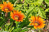 Treasure Flower Big Kiss Red, Gazania splendens Big Kiss Red, flowers