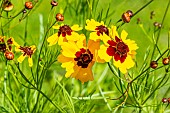 Golden Tickseed Disque dOr, Coreopsis tinctoria Disque dOr, flowers