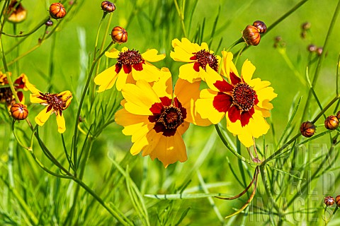 Golden_Tickseed_Disque_dOr_Coreopsis_tinctoria_Disque_dOr_flowers