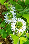 Fan flower White Improved, Scaevola Surdiva White Improved, Scaevola aemula White Improved, flowers
