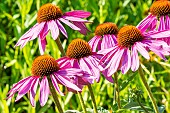 Purple Coneflower, Echinacea purpurea Leuchtstern, flowers