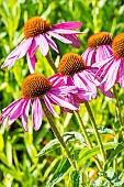 Purple Coneflower, Echinacea purpurea Leuchtstern, flowers