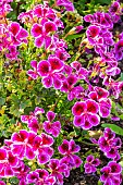 Martha Washington Geranium, Pelargonium x domesticum, flowers