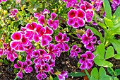 Martha Washington Geranium, Pelargonium x domesticum, flowers
