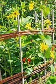 Wicker staking of Thin-leaved Sunflower Golden Ball, Helianthus decapetalus, Golden Ball flowers