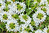 Fan flower White Improved, Scaevola Surdiva White Improved, Scaevola aemula White Improved, flowers