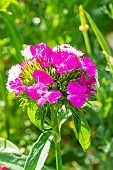Sweet William, Dianthus barbatus Dash Magician, flowers