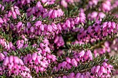 Darley Dale heath (Erica x darleyensis) Kramers Rote