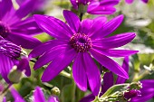 Florists Cineraria (Pericallis × hybrida) Senetti Magenta