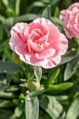 Dianthus caryophyllus Teneriffa pink