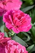 Dianthus caryophyllus Teneriffa pink