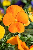 Horned pansy (Viola cornuta) orange cultivar