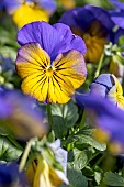 Horned pansy (Viola cornuta) cultivar