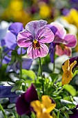 Horned pansies (Viola cornuta)