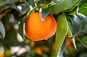 Mandarine (Citrus reticulata)